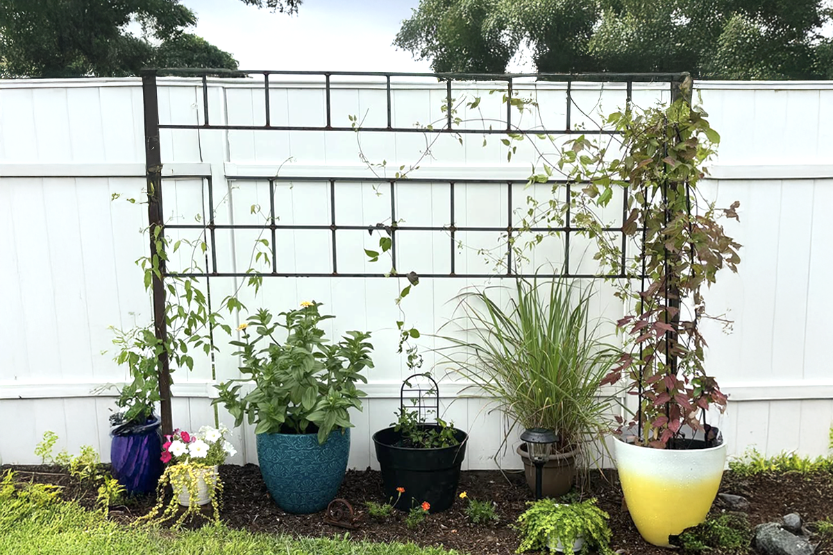 Custom Steel Garden Trellis